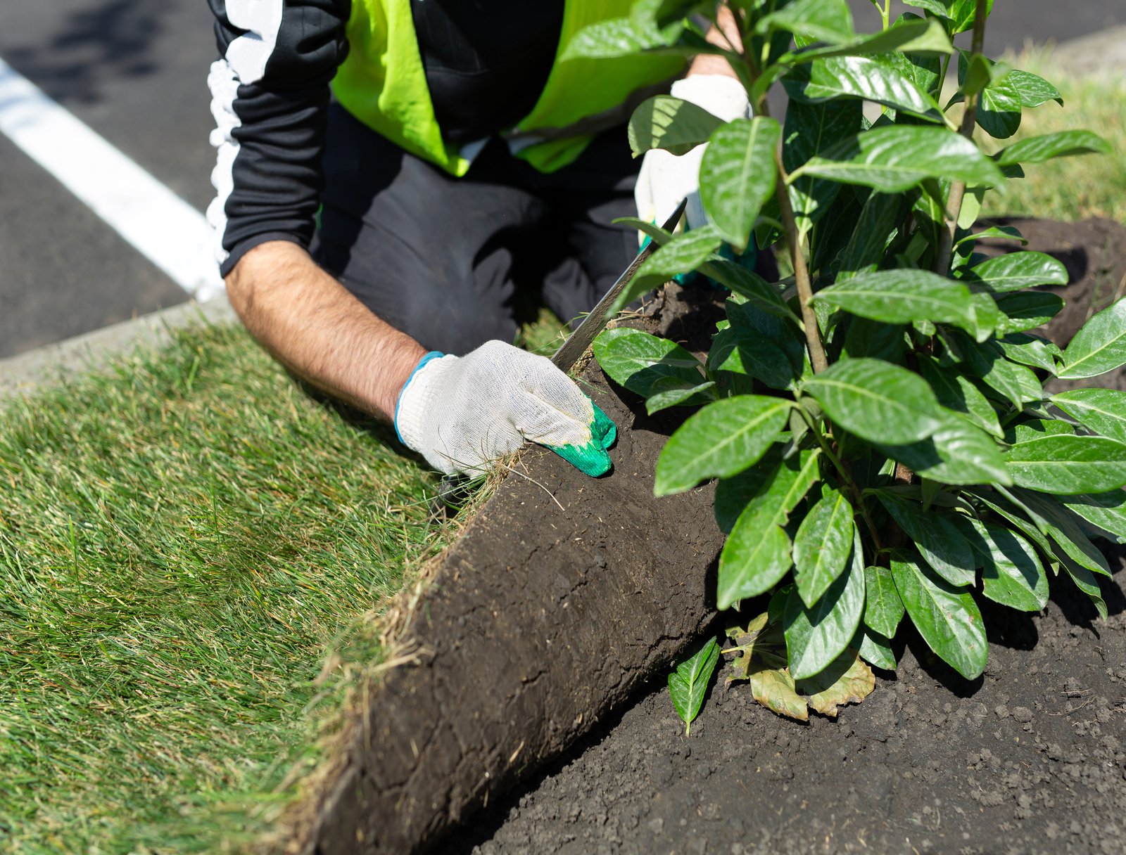 A builder, a landscape designer, cuts a rolled lawn with a knife before laying