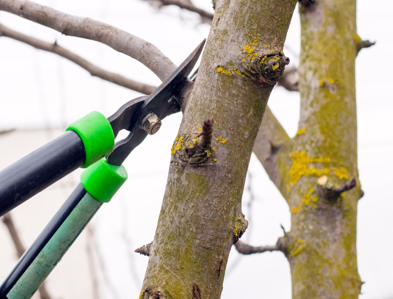 Close-up of large garden shears while cutting a tree branch