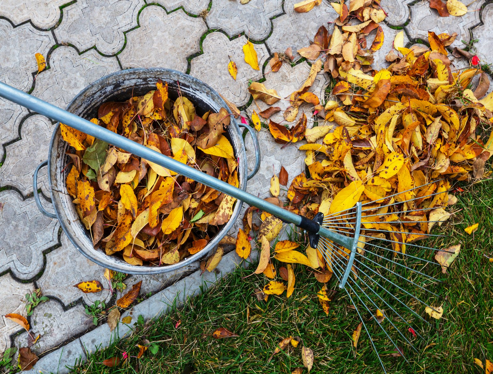 Colorful yellow leaves in Autumn season. Close-up shot. Suitable for background image.