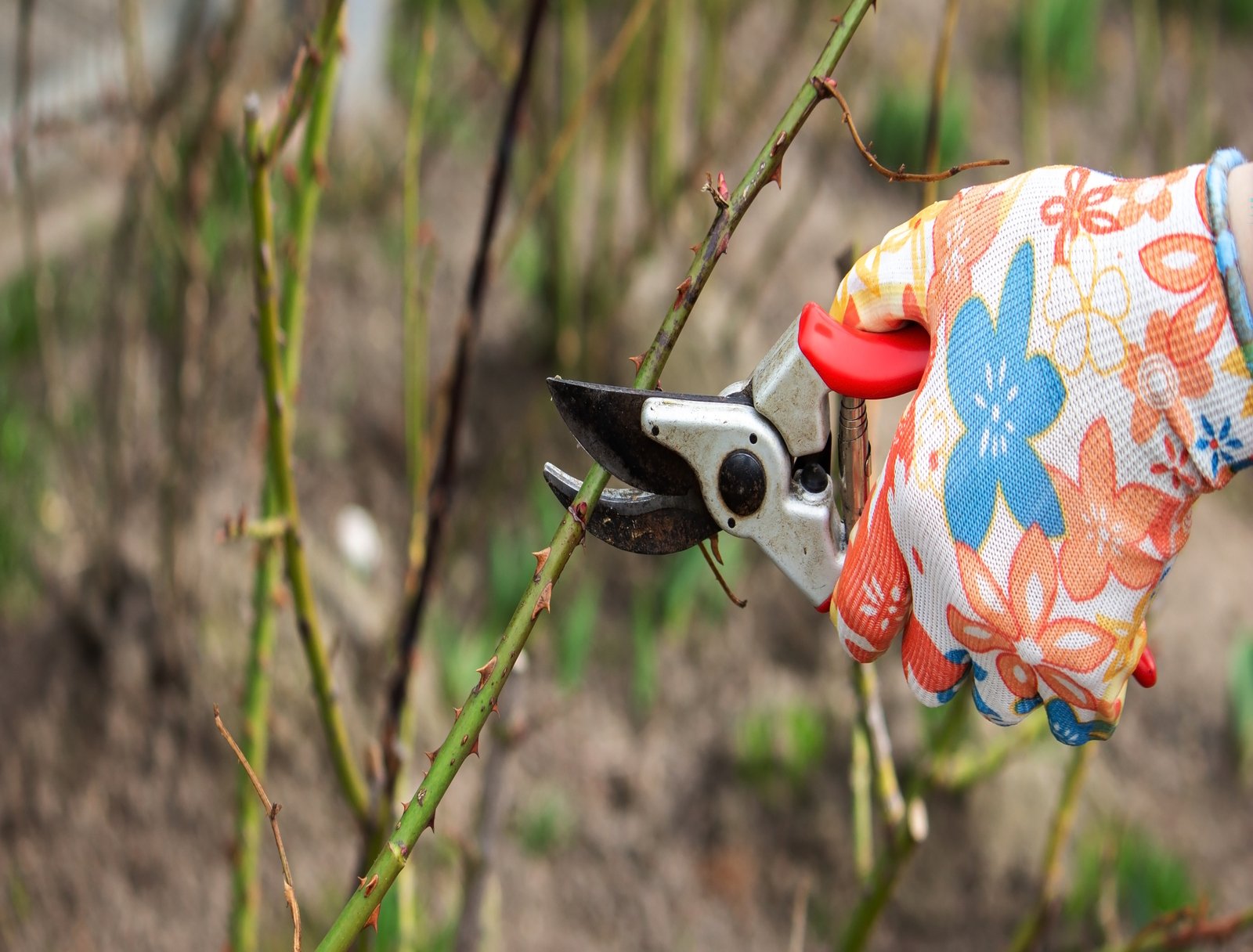 a farmer cuts dry branches of a rose bush. Selective focus