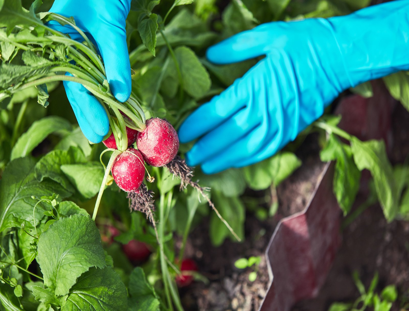 Gardener or Farmer grow ripe radish for vegetarian and vegan. Farmer takes care, picking up red radish in an eco friendly farm. Fresh vegetables with a high content of vitamins and nutrition.