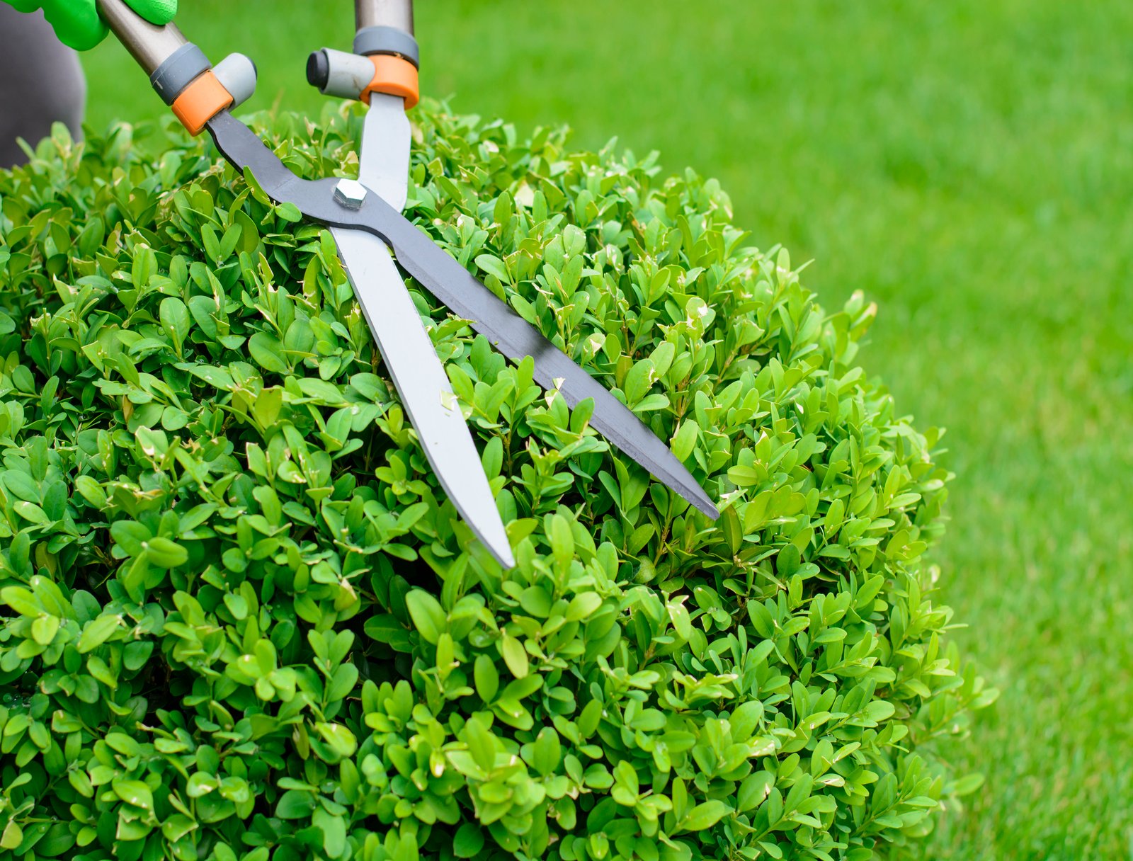 Hands are cut bush clippers in garden.